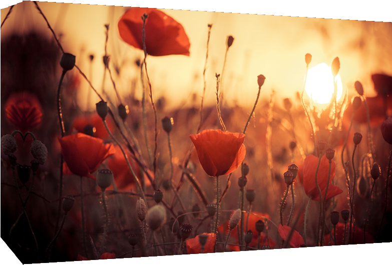 Poppy Flowers In Sunset Canvas Wall Art - Bendición Hallarte Al Instante En Que Se Fue La Luz (818x531), Png Download