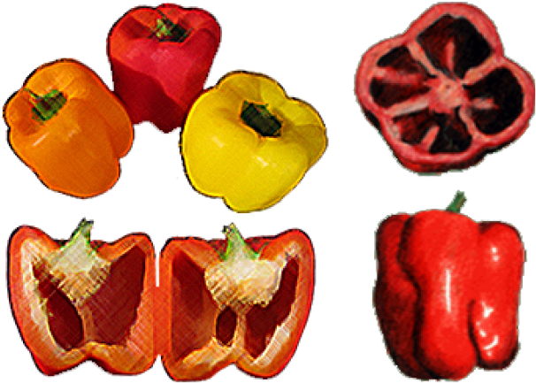 Drawn Vegetable Green Pepper - Draw A Pepper Cut In Half (640x480), Png Download