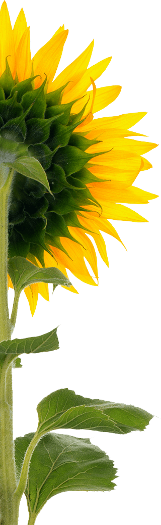Sunflower - Back Of Sunflower Png (320x1039), Png Download