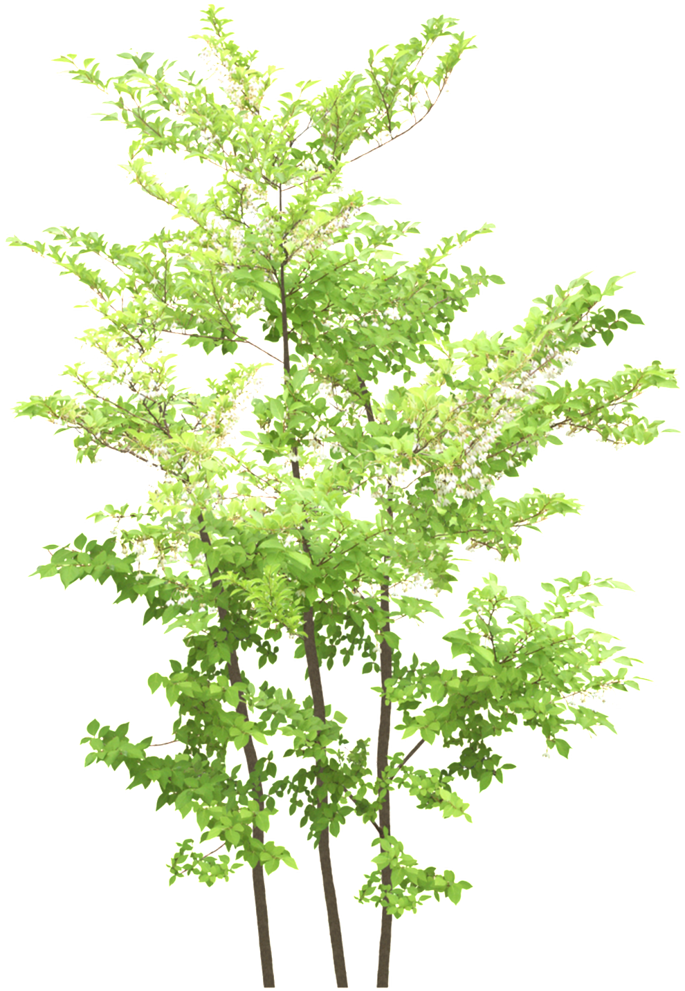 Green Maple Leaf Transparent - Blue Flower Tree Png (1024x1471), Png Download