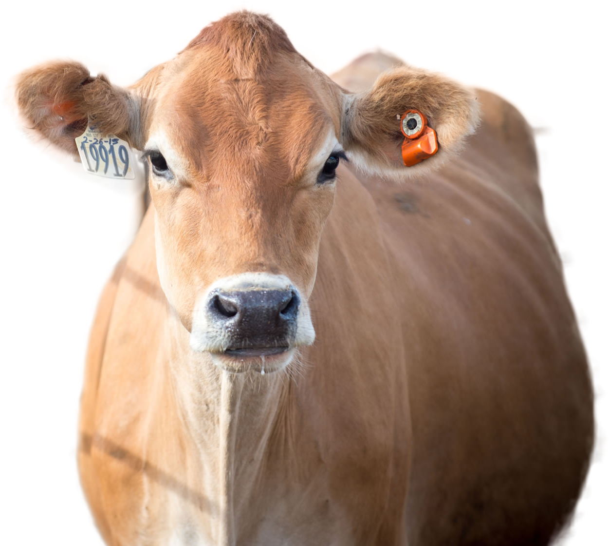 Cow Png Image - Working Animal (1920x1280), Png Download