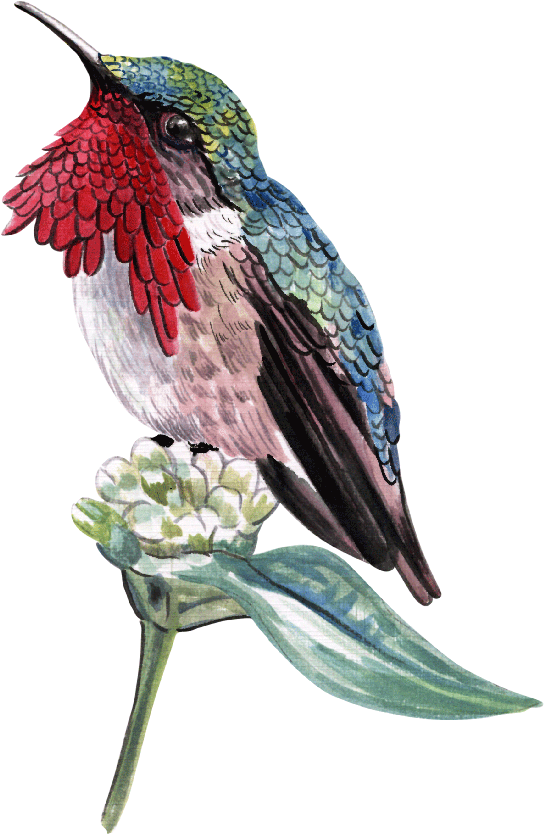 Aves - Wine Throated Hummingbird Atthis Ellioti )- Art (800x1038), Png Download