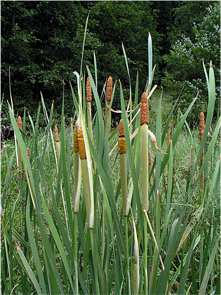 (b) - Grass (902x575), Png Download
