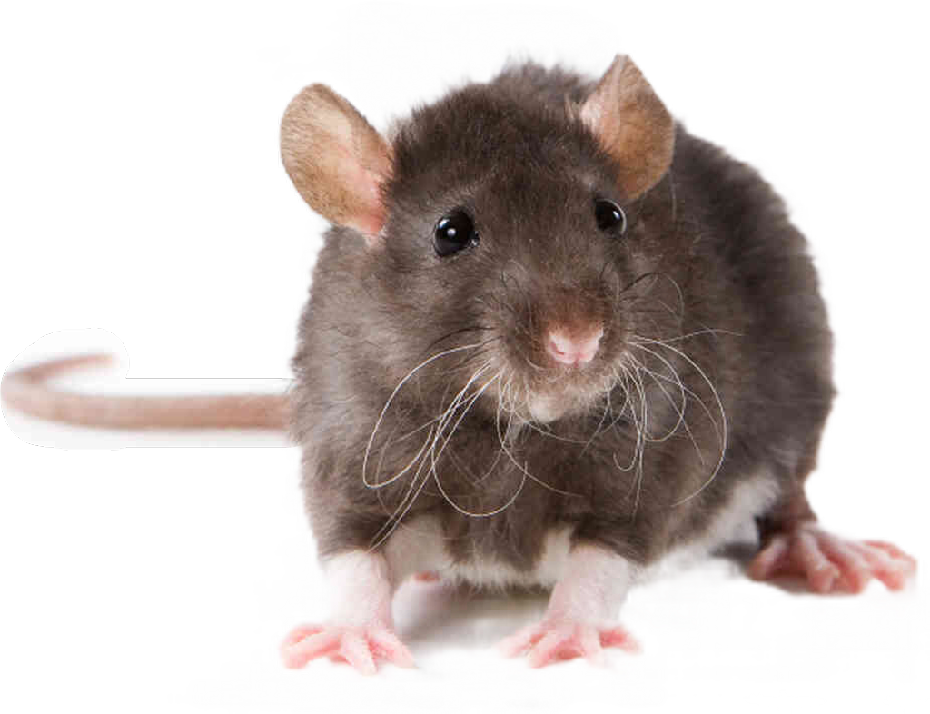 Fouseytube Sticker - Rat Animal (1024x786), Png Download