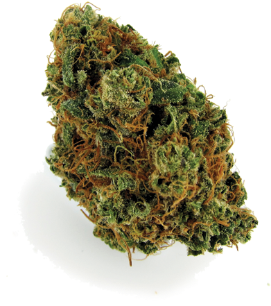 Afghani Bull Rider - Non-vascular Land Plant (800x500), Png Download