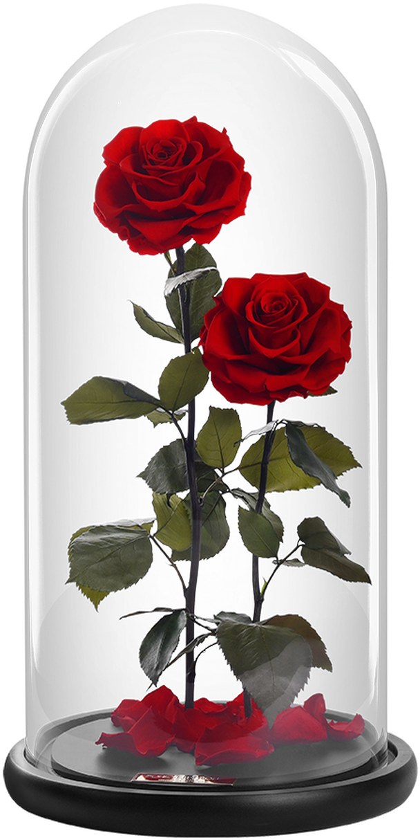 Garden Roses (779x1285), Png Download