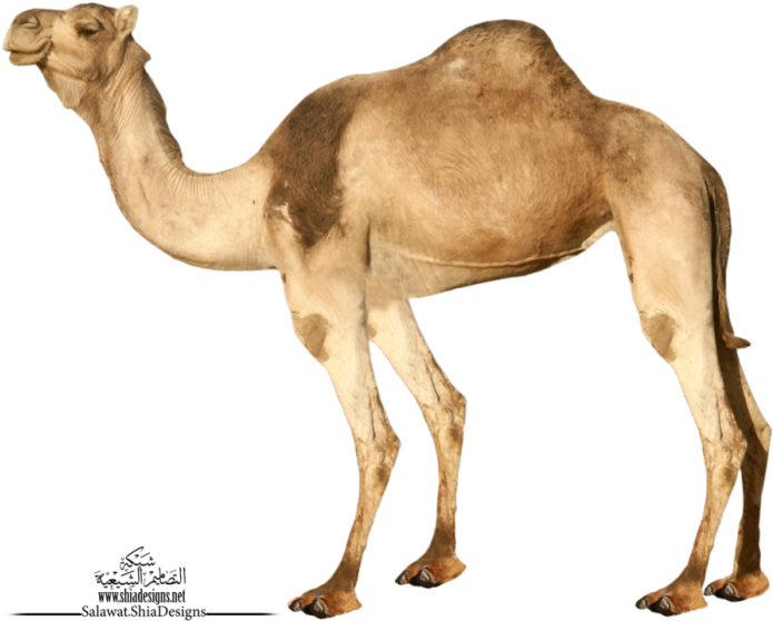 Camel Png - Transparent Background Camel Png (700x564), Png Download