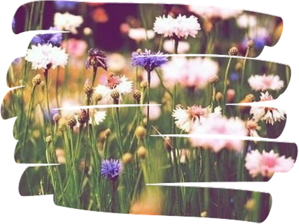 Flowers Sticker - Chrysanths (1024x769), Png Download