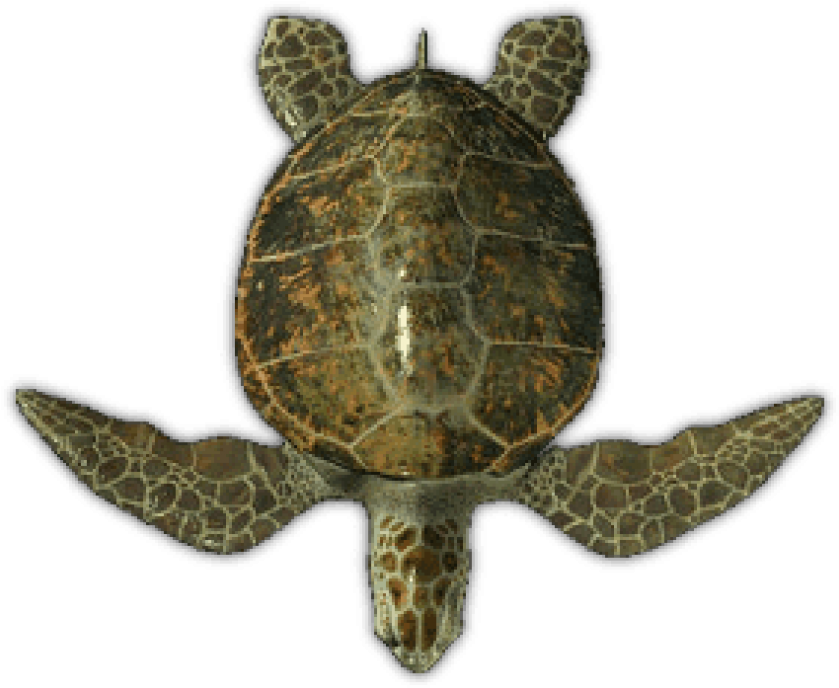 Free Png Download Sea Turtle Top View Png Images Background - Green Sea Turtle Top View (850x699), Png Download