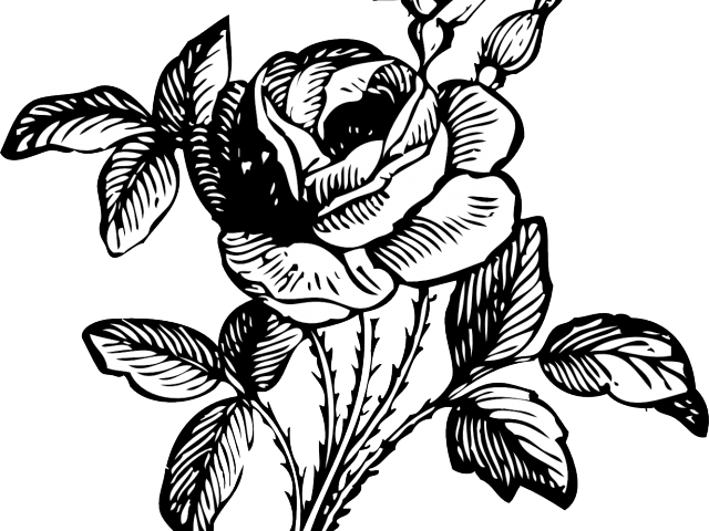 White Rose Clipart Tumblr Transparent - Art Black And White Rose (640x480), Png Download
