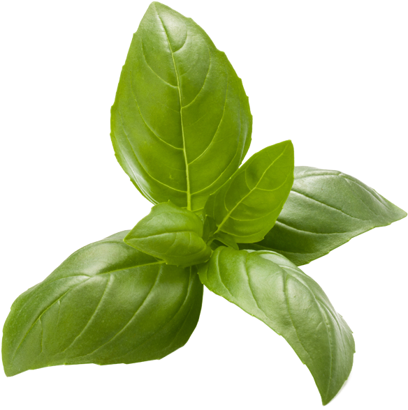 Italian Basil - Basil (827x591), Png Download
