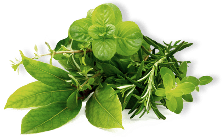 Free Png Herb Hd Png Images Transparent - Feuille De Menthe Fraiche (850x475), Png Download