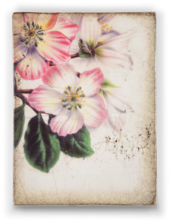 Sid Dickers Memory Blocks - Witte's Dutch Garden Flora Series 'helleborus Niger (345x450), Png Download