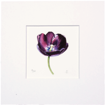 Queen Of Night Mini Print - Tulip (480x480), Png Download