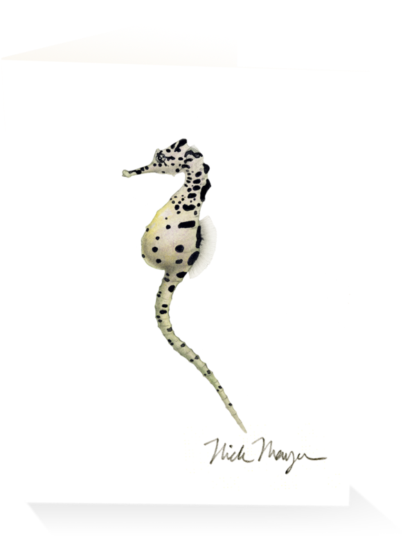 Pot Bellied Seahorse - Big-belly Seahorse (1024x825), Png Download