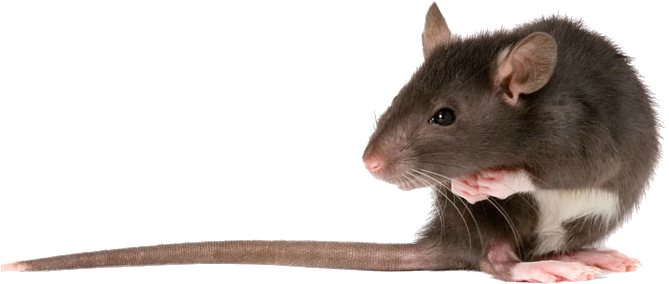Rat Png - Transparent Rat (690x340), Png Download