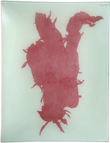 #11 Seaweed - Giclee Painting: British Sea-weed, 61x41cm. (500x500), Png Download