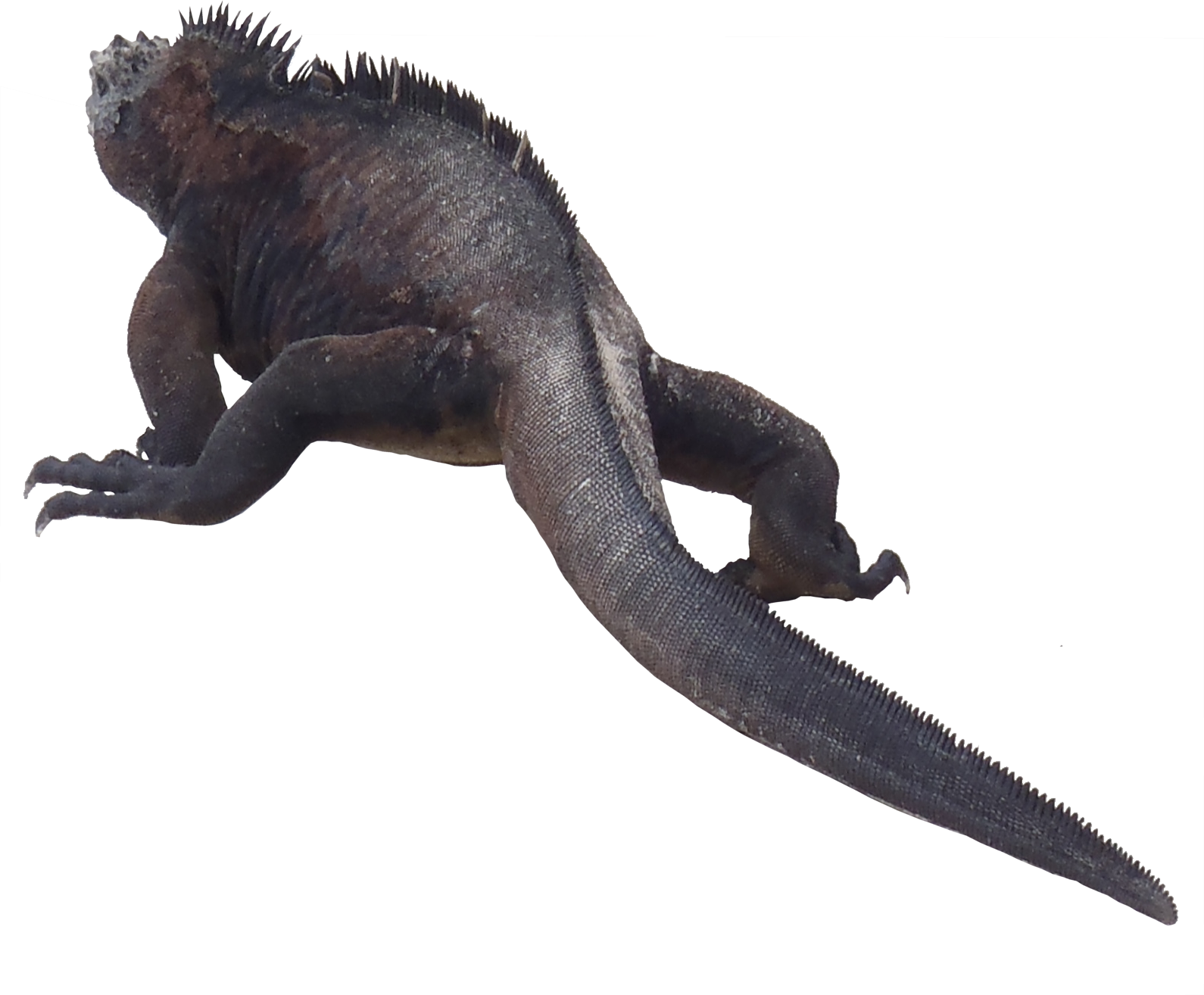 Iguana Png Transparent - Galapagos Marine Iguana Png (1024x846), Png Download