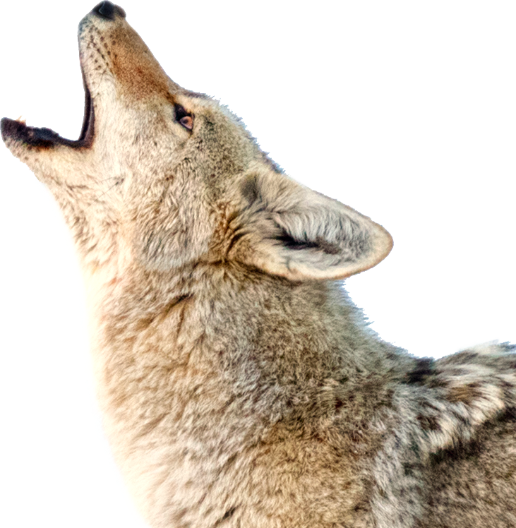 Photo Accompanying Step - Coyote Png (731x748), Png Download