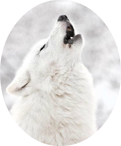 White Wolf Howling Tumbler - White Wolf In Snow (416x502), Png Download