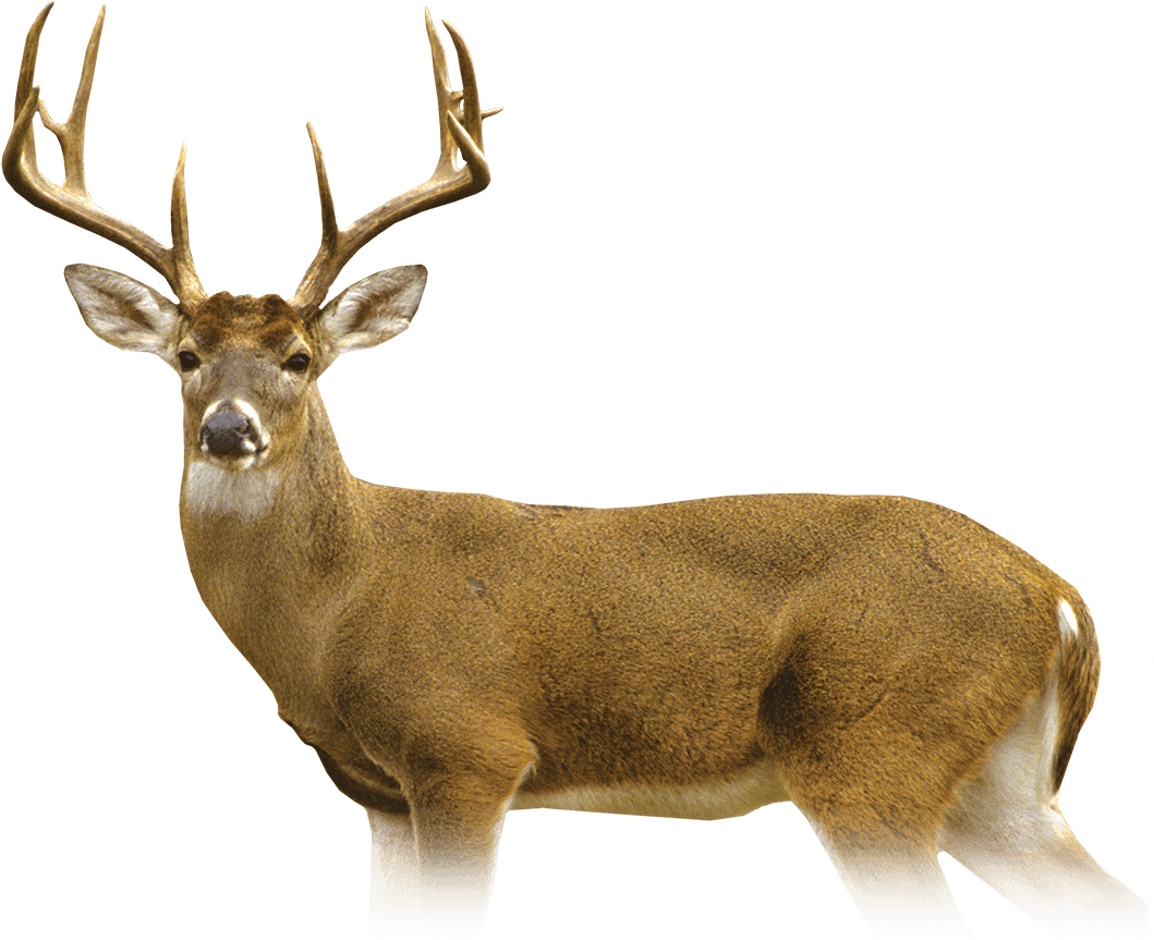 Deer - Elk (1058x878), Png Download