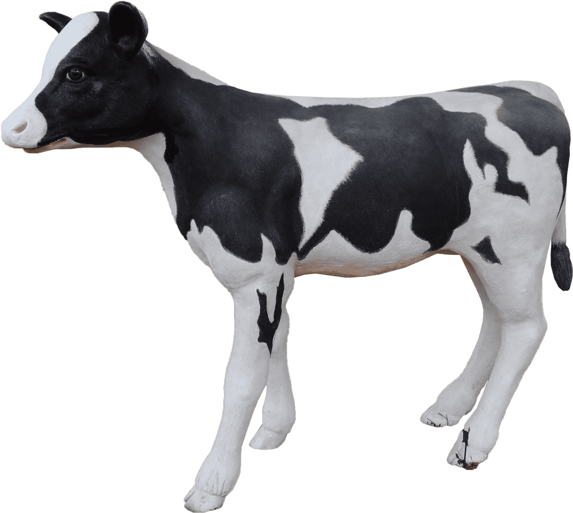 Cow Holstein Calf - Dairy Cow (1280x1175), Png Download