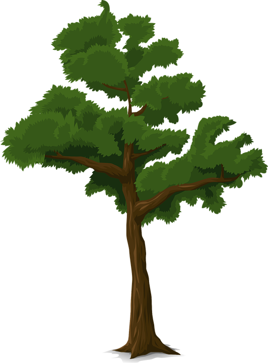 ภาพ เวก เตอร์ ต้นไม้ (532x720), Png Download