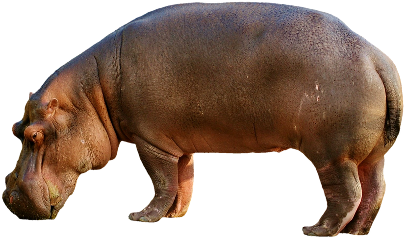 Mammal Png File - Nilpferd Transparent (960x607), Png Download