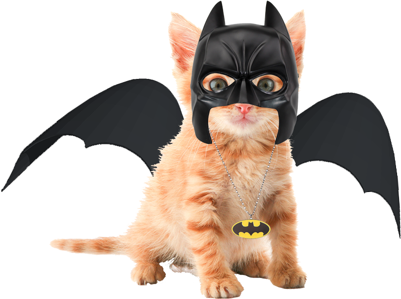 Cute Orange Tabby Kittens (960x960), Png Download