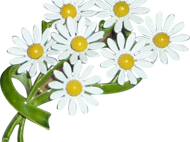 Bouquet Clipart Daisy Plant - Oxeye Daisy (640x480), Png Download