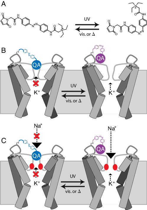 Light Regulation Of Current Flow In Hyper And Depolarizing - Illustration (498x712), Png Download