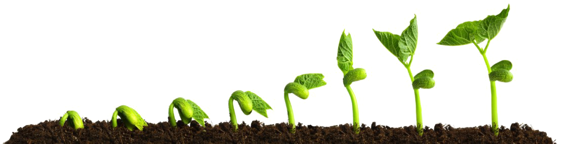 Growing Plant Transparent Png - Growing Plant (1200x525), Png Download