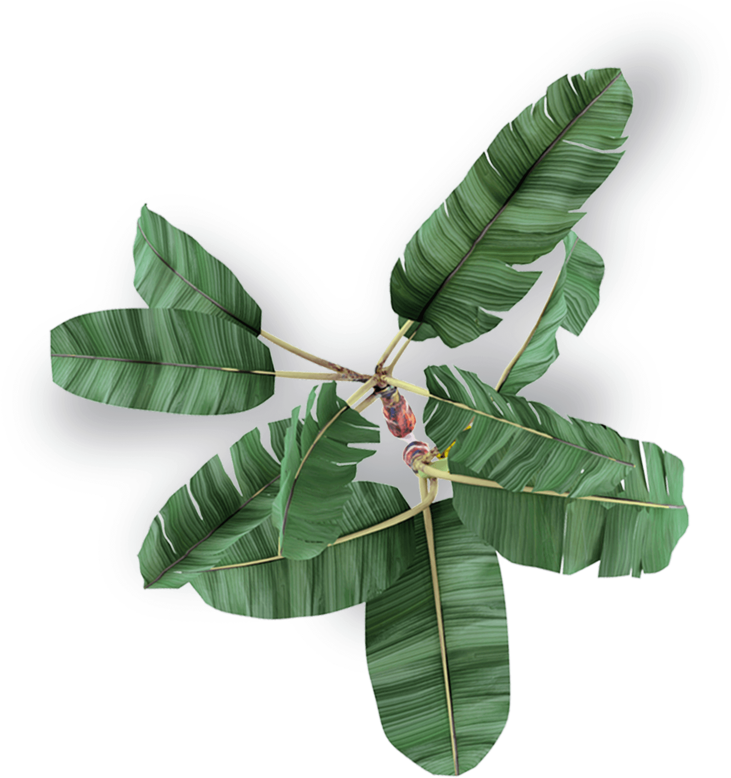 Sea Freight - Bay Laurel (1516x1598), Png Download