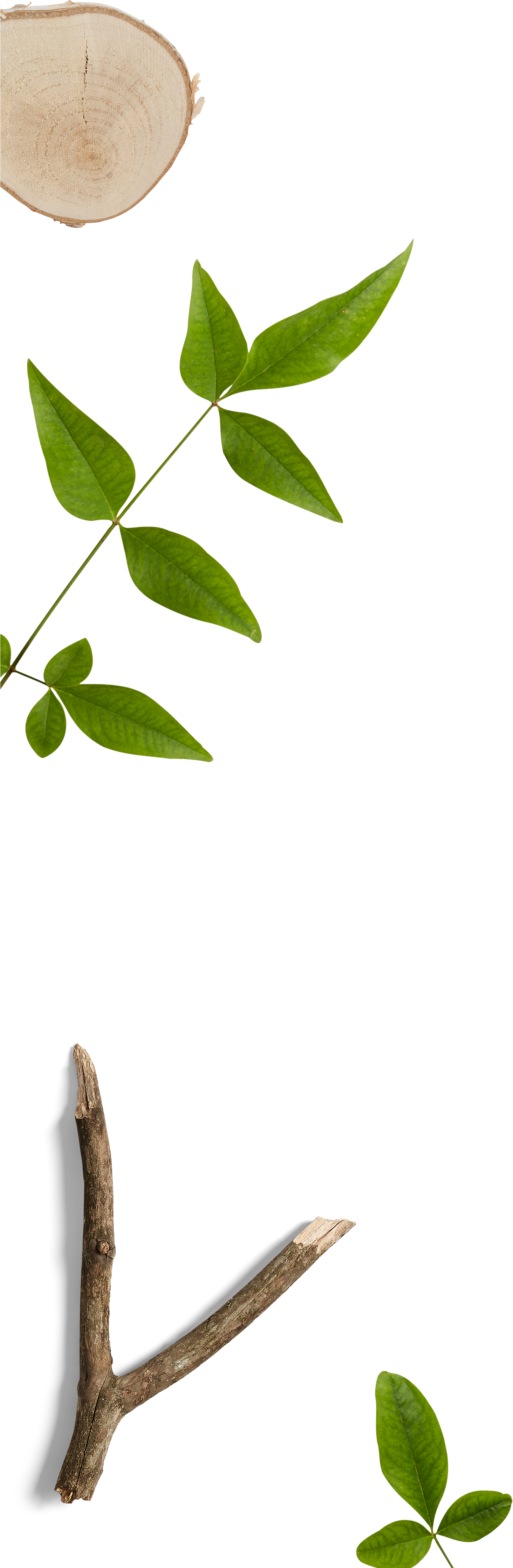 Creators Awhi - Ilex Decidua (1772x5012), Png Download