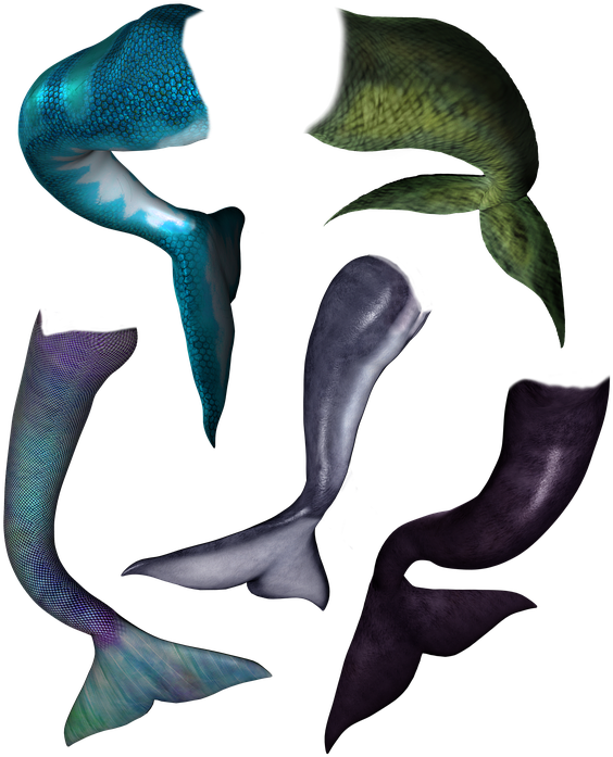 Dolphin Tail Png - Whale (601x720), Png Download