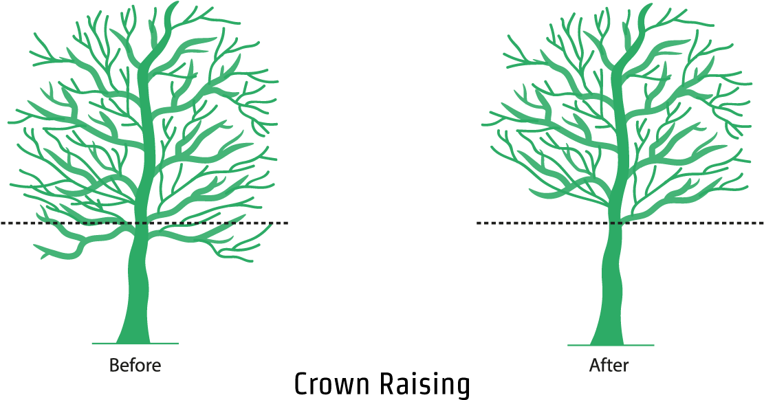 An Illustration Showing The Crown Raising Process - Illustration (1200x646), Png Download