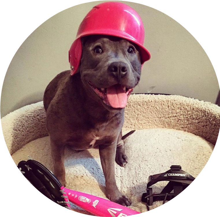 Pitbull Protectors - Dog Catches Something (768x842), Png Download