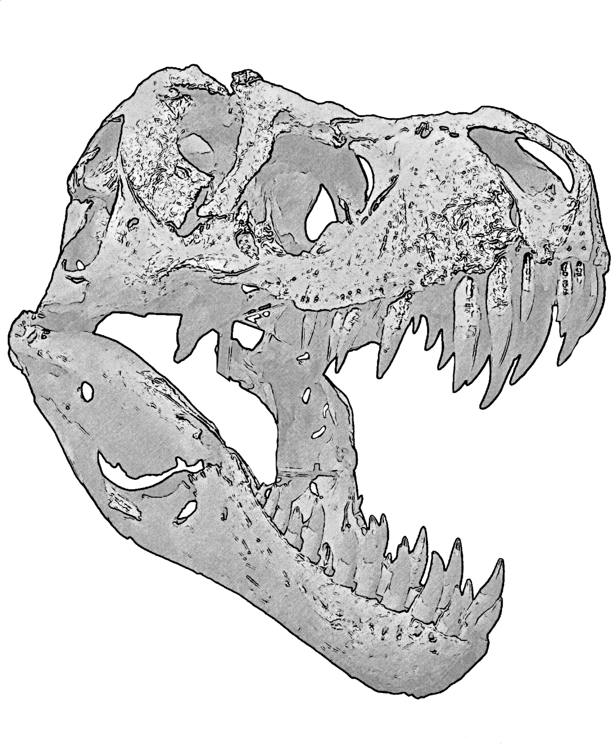 Banner Download T Rex Skull - T Rex Skull Transparent (1280x1520), Png Download