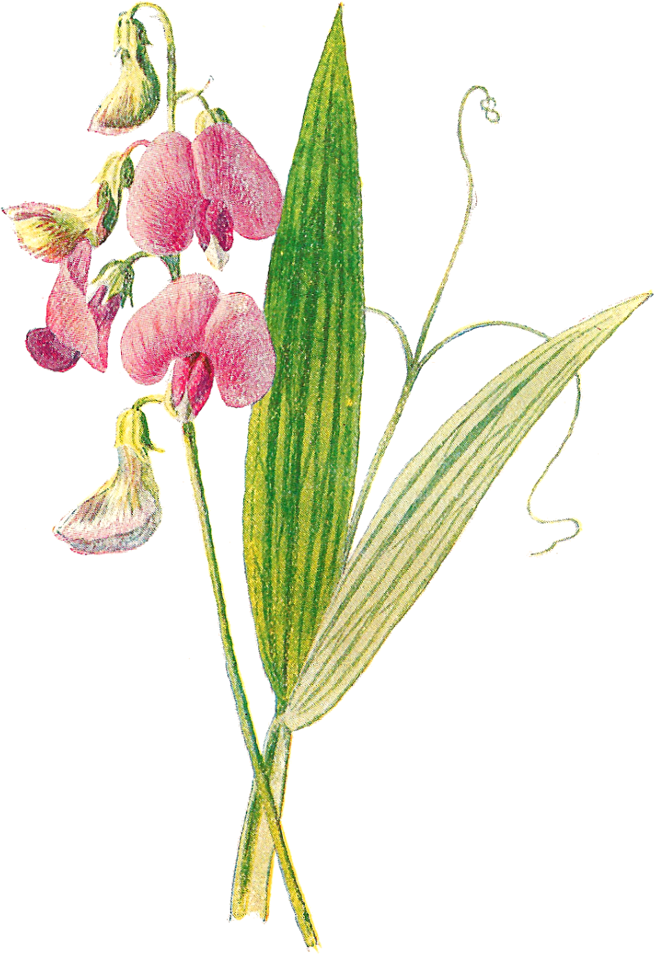 Digital Wildflower Clip Art - Pogonia Ophioglossoides (1155x1600), Png Download