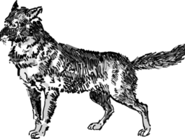 Jackal Clipart Public Domain - Wolf (640x480), Png Download