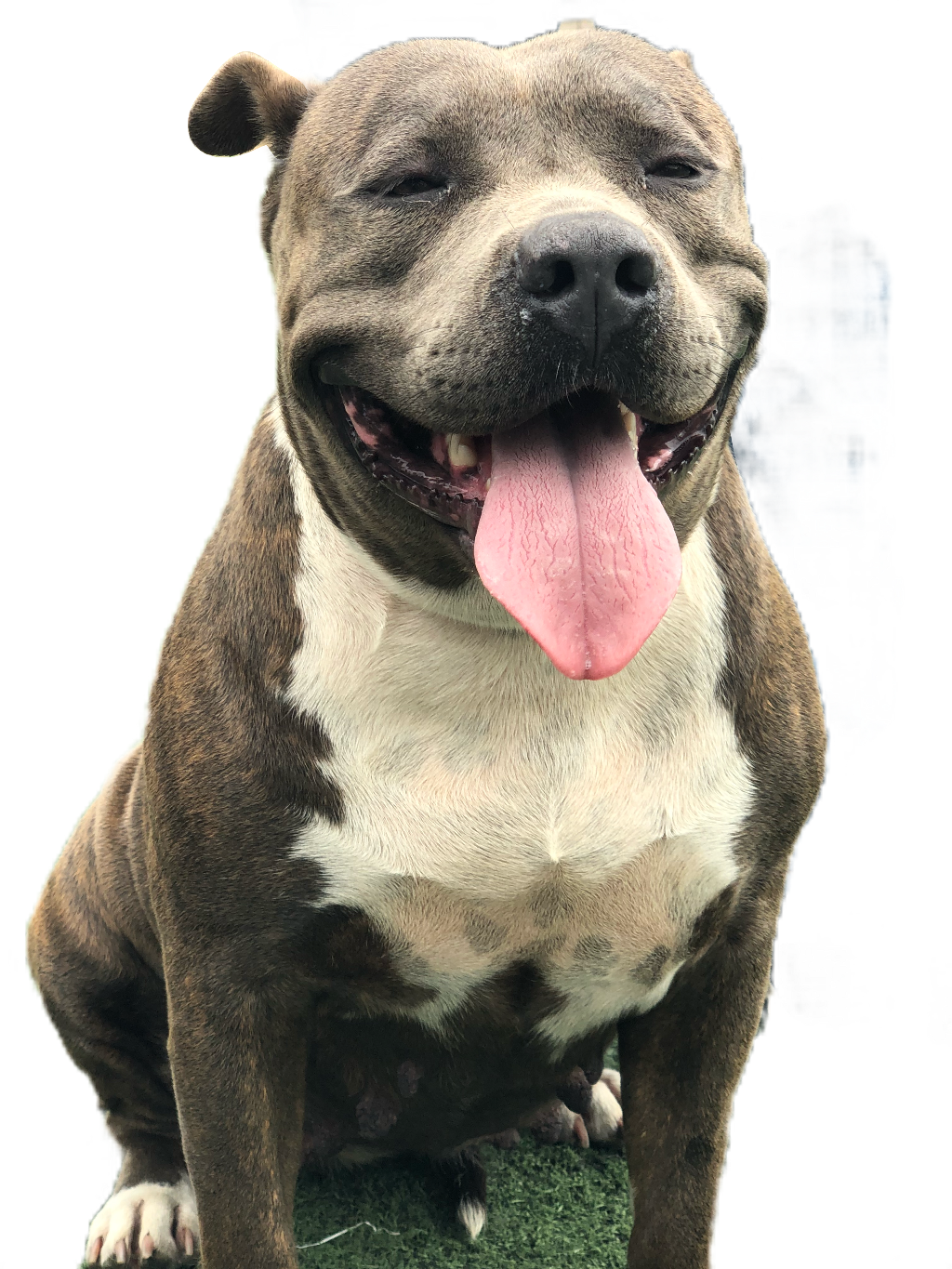 Report Abuse - Dog Yawns (1024x1365), Png Download