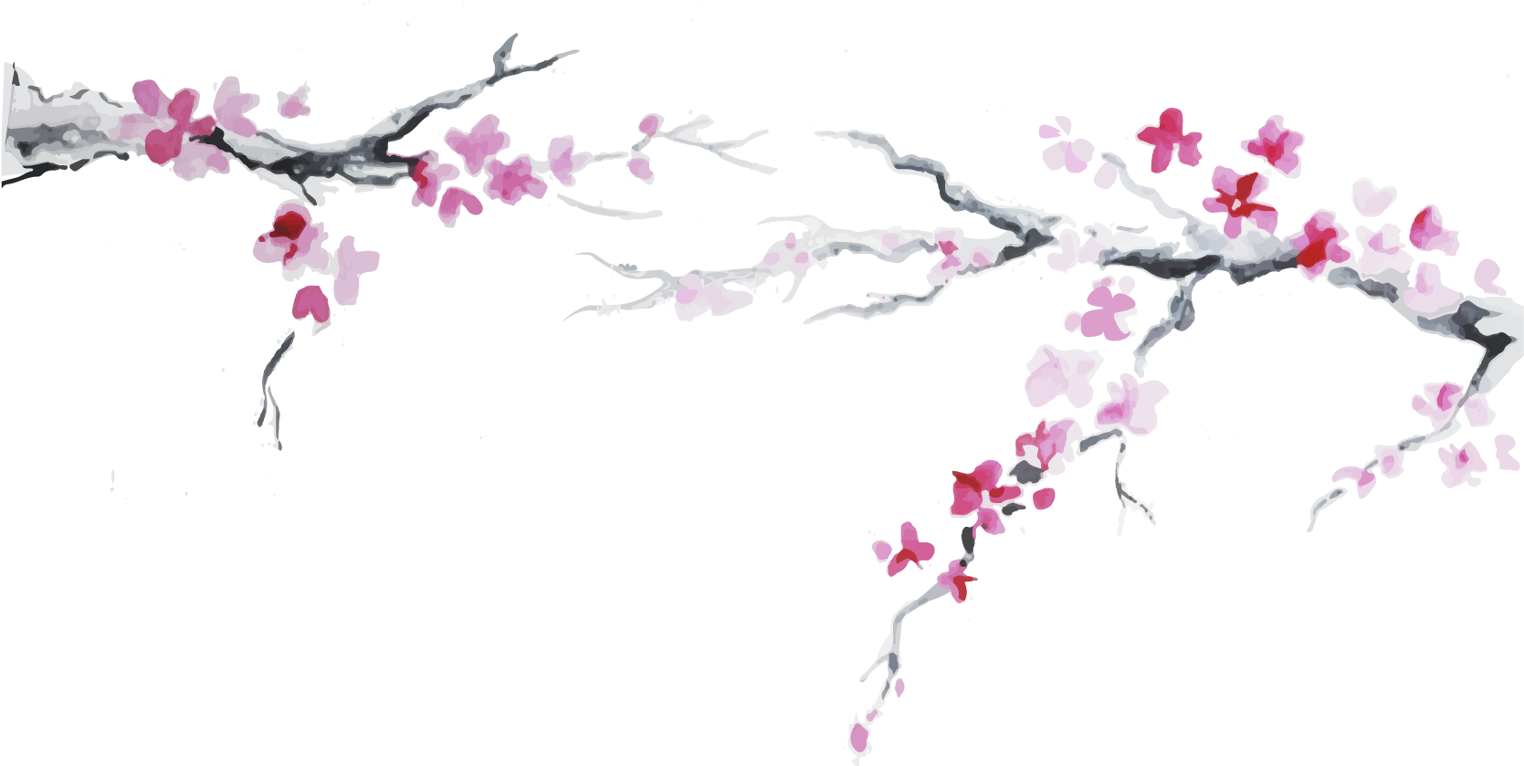 Sakura Petal Png (1680x838), Png Download