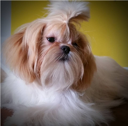 Mary's Tiny Imperial Shih Tzu's - Companion Dog (574x550), Png Download