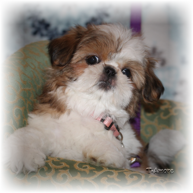 Red And White Female - Shih Tzu Puppy Gold White (640x640), Png Download