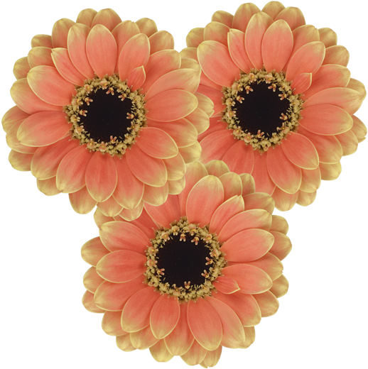 Assisi® - Germini Piccolini Ravenna (600x600), Png Download