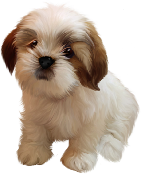 Cute Shih Tzu Clipart (600x738), Png Download