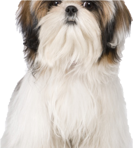 Shih Tzu Clipart Transparent - Love My Shih Tzu (640x480), Png Download
