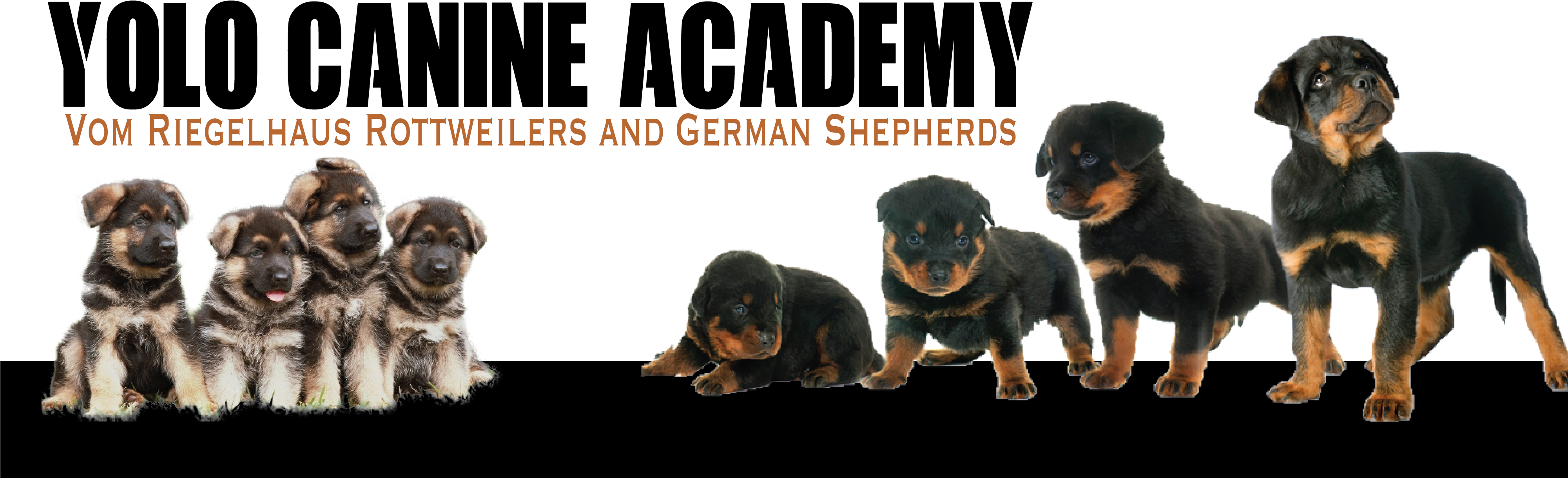 Rottweiler (4000x1305), Png Download