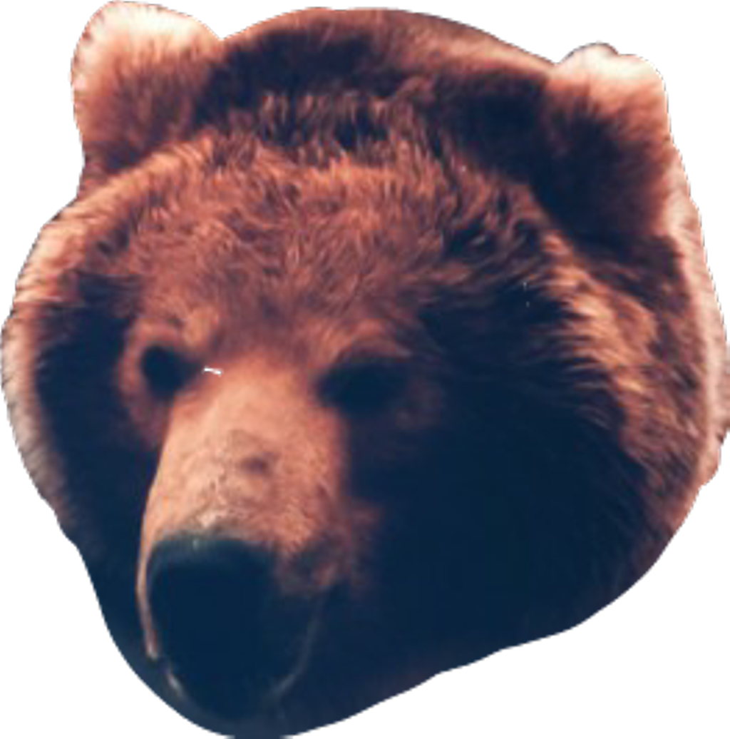 Bear (1024x1036), Png Download