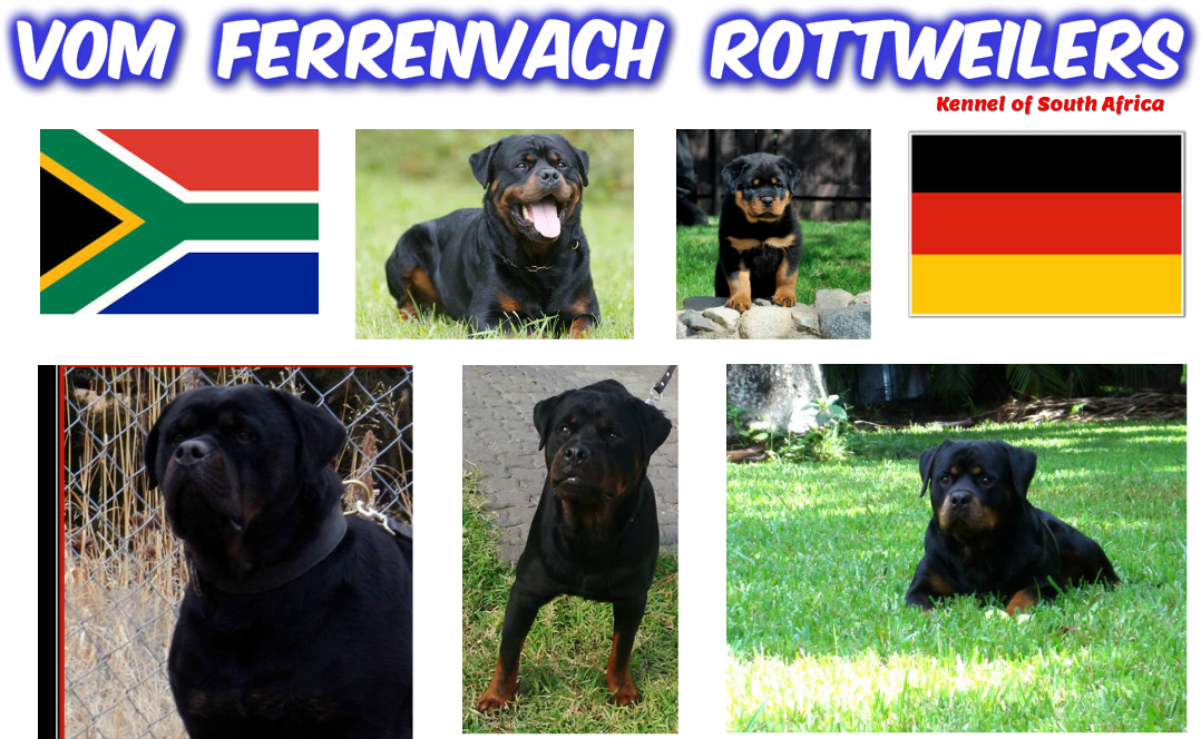 South Africa National Cricket Team (1136x679), Png Download